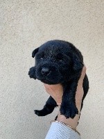 CHIOT