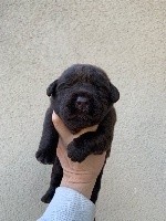 CHIOT